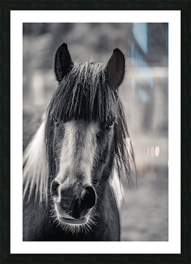 Curious Gaze: A Captivating Encounter with a Silent Horse  Picture Frame print