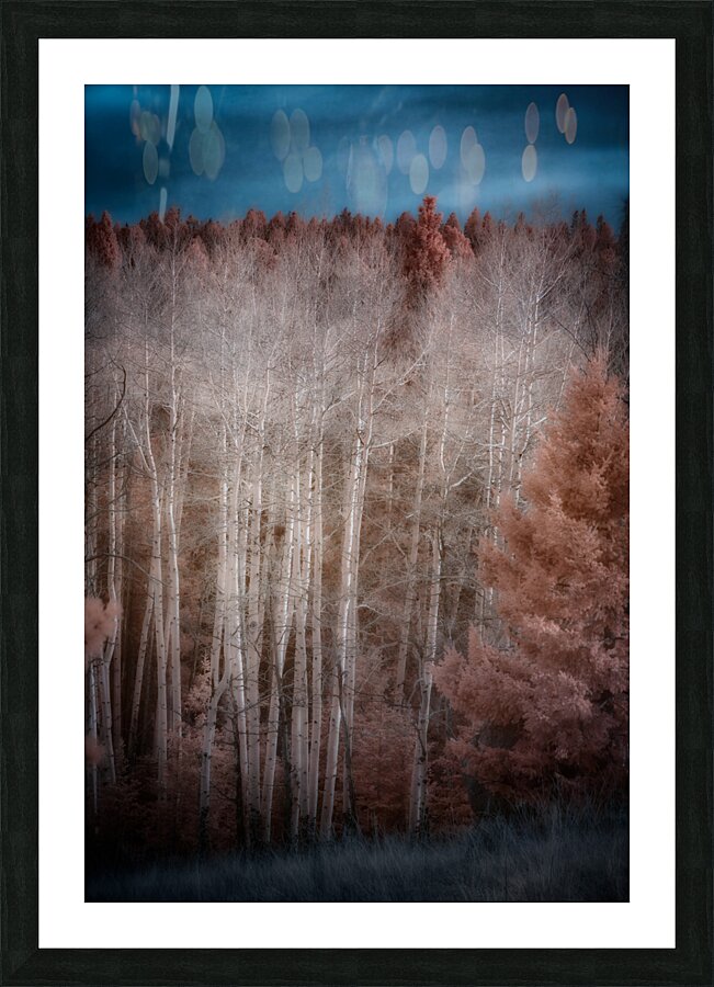 Mueller Aspen Series: Enchanted Woods Impression et Cadre photo