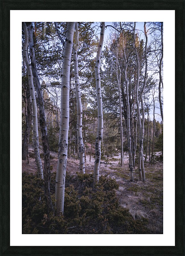 Mueller Aspen Series: Aspen Tree Trail Picture Frame print