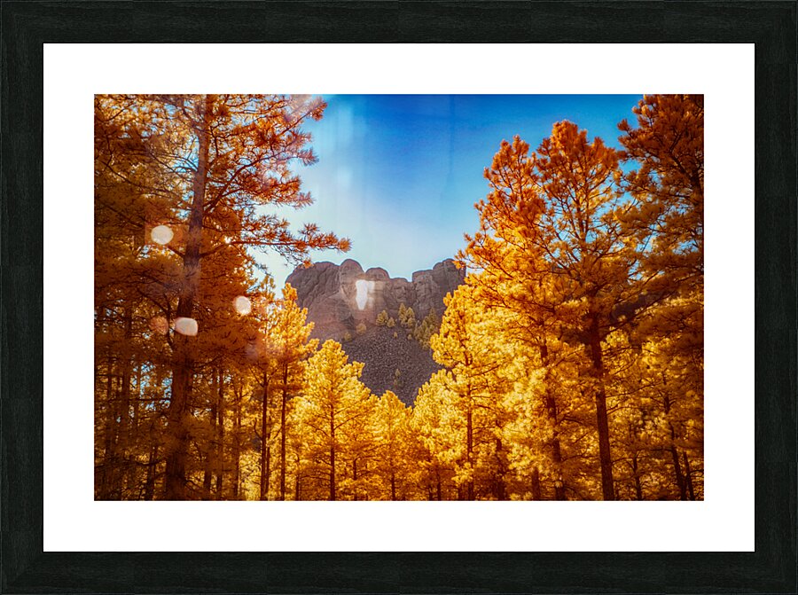 Mount Rushmore Yellow Glow: Infrared Beauty Amidst the Trees Picture Frame print