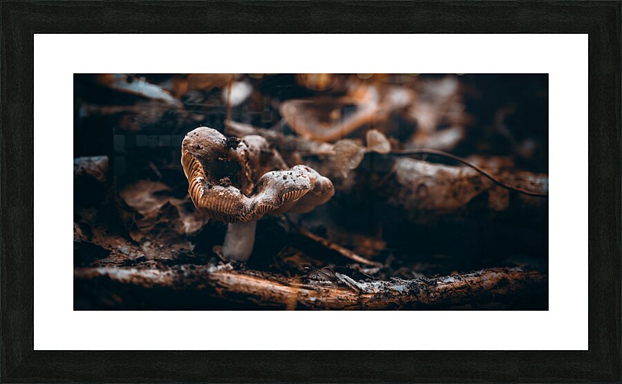 Mystical Fungi: Quiet Contemplation The Sullen Fungus Picture Frame print