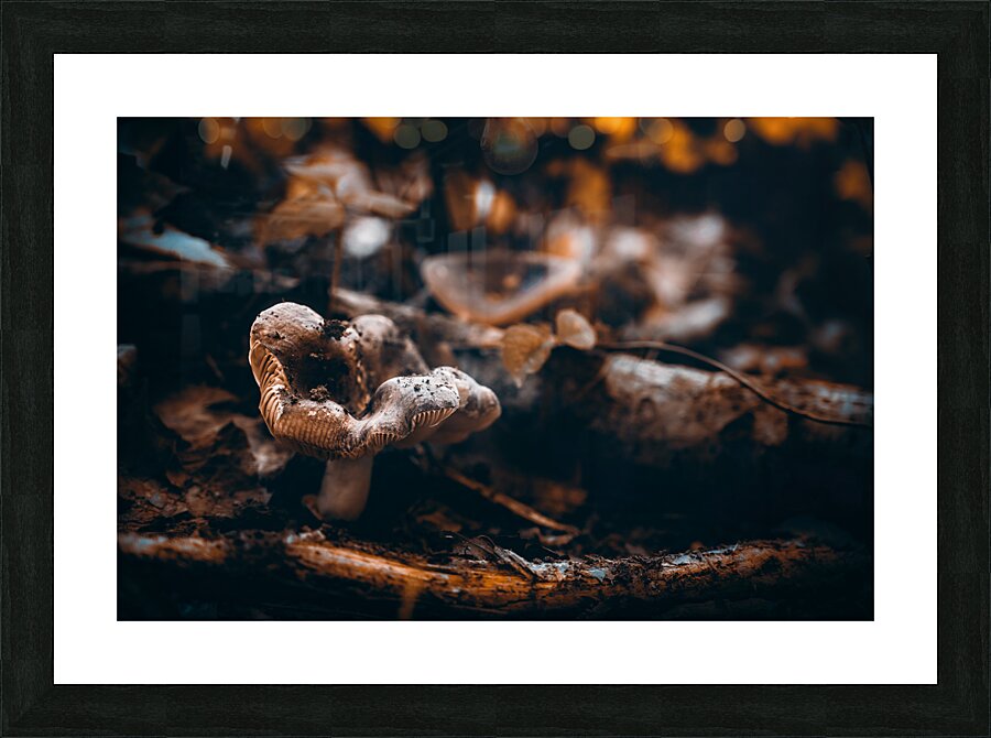 Mystical Fungi: Crabby Shroom Picture Frame print