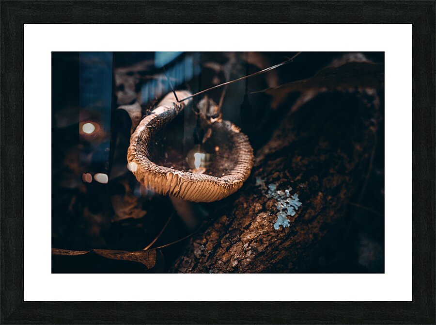 Mystical Fungi: Cupped in the Autumn Woods Picture Frame print