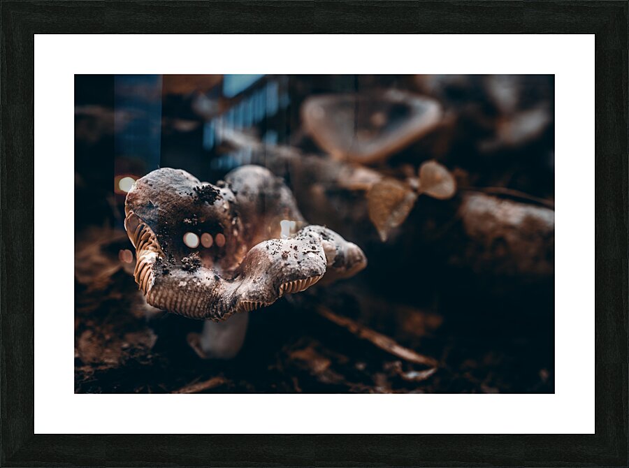 Mystical Fungi: Ring of Mystery Saturnine Mushroom Picture Frame print