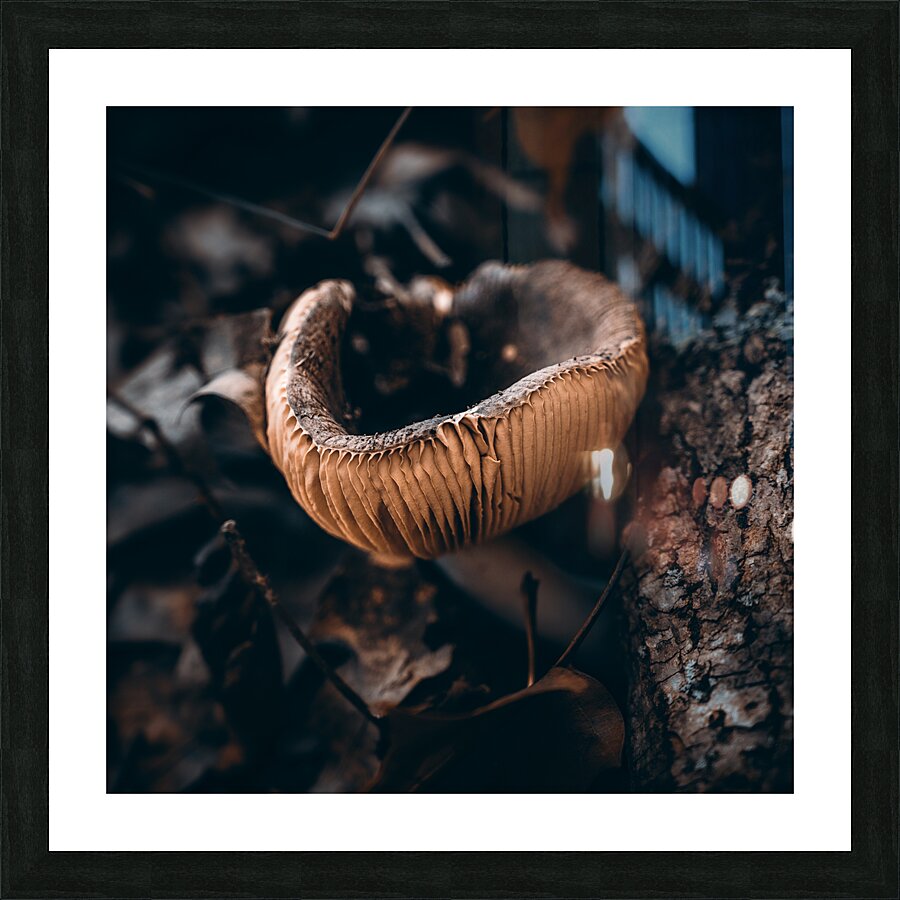 Mystical Fungi: Cup of Wonder ShrumCup Mushroom Picture Frame print
