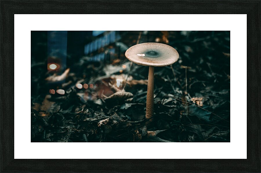Mystical Fungi: Standing Tall The Majestic Tallish Mushroom Picture Frame print