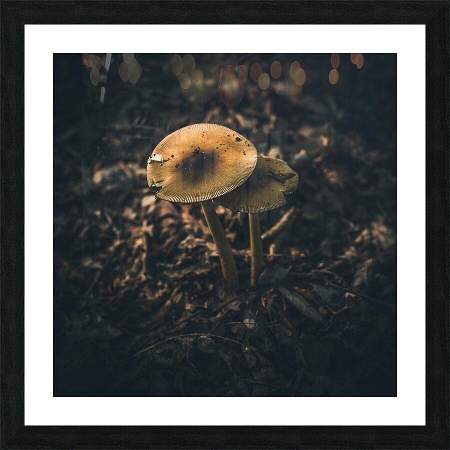 Mystical Fungi: Guardian Shroom by the Forest Path Picture Frame print