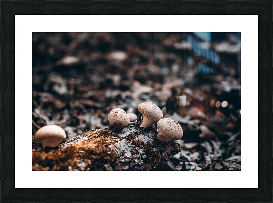 Mystical Fungi: Outer in the Tranquil Wilderness Picture Frame print