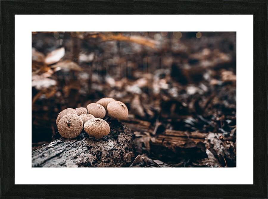 Mystical Fungi: Clustered Shrooms in the Enchanted Forest Picture Frame print