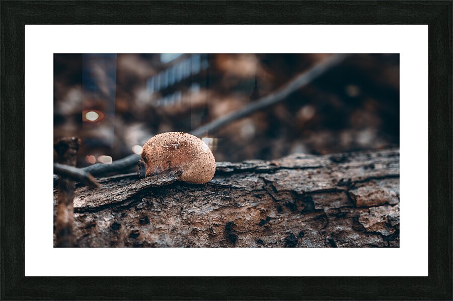 Mystical Fungi: Sluggish Amidst Rooting Trees Picture Frame print
