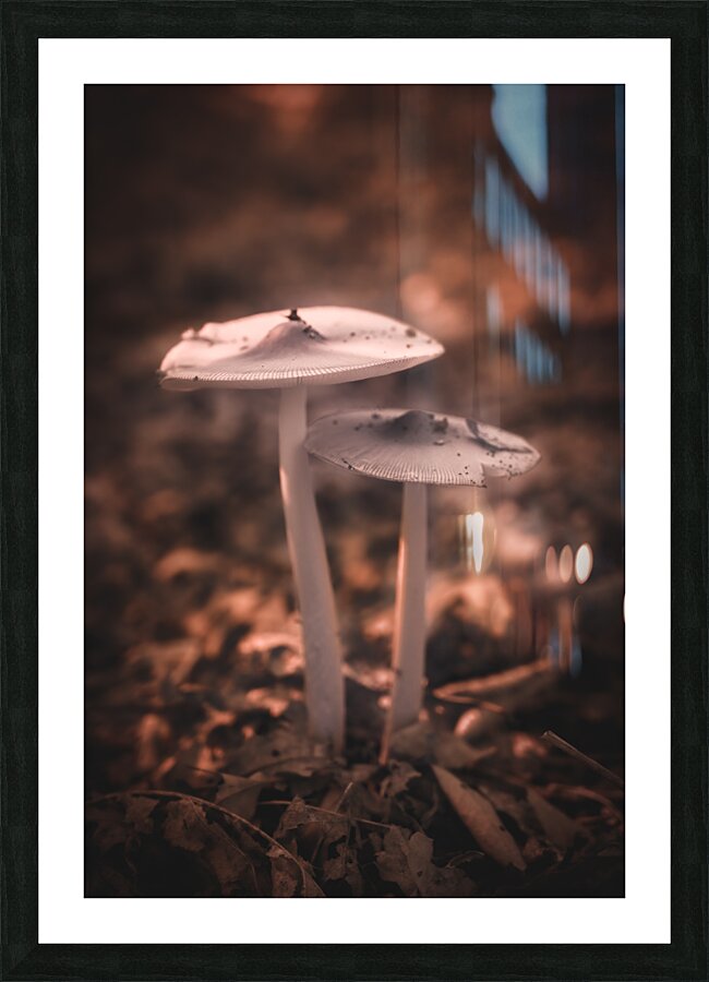 Mystical Fungi: Infrared Shroom in the Magical Landscape Impression et Cadre photo