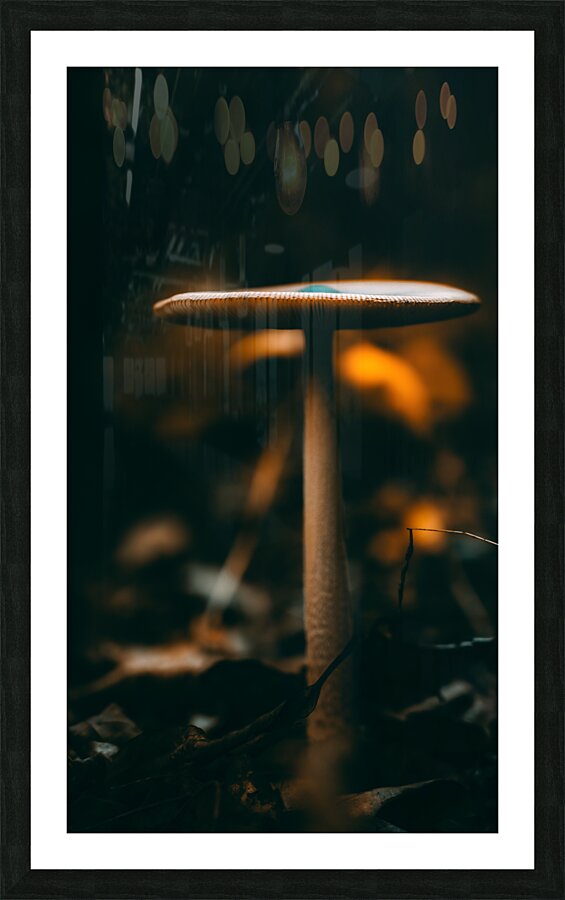 Mystical Fungi: Down Below in the Shady Undergrowth Picture Frame print