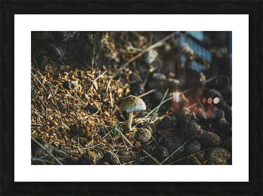 Montana Ranch Shroom: Sunlit Stallion Shroom Picture Frame print