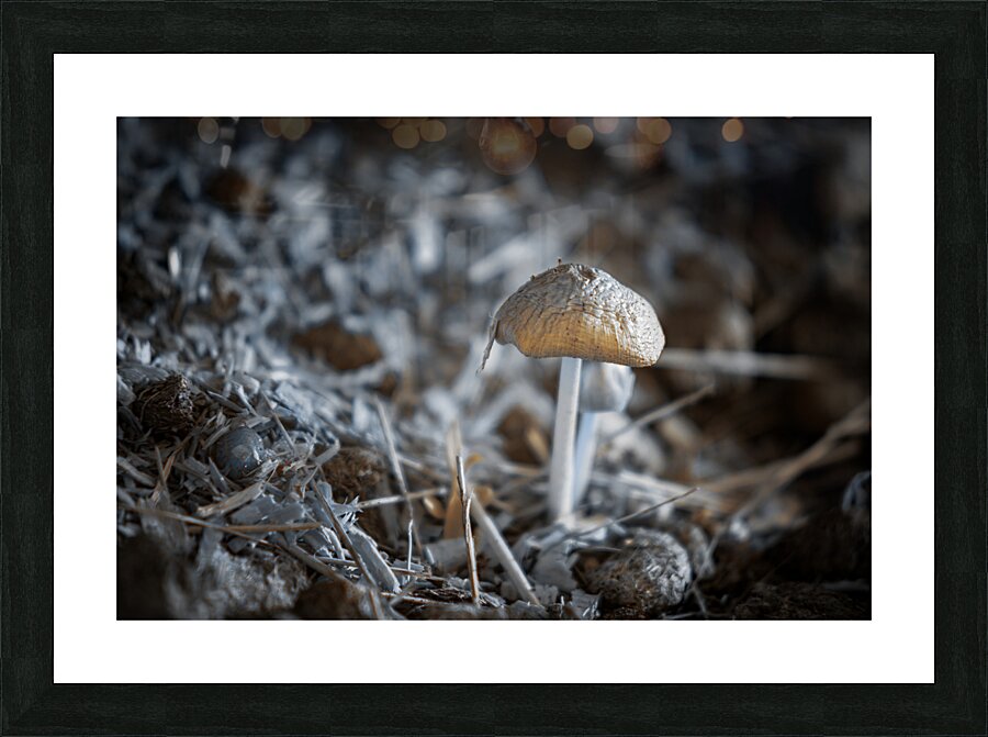 Montana Ranch Shroom: Whispering Wind Toadstool Picture Frame print