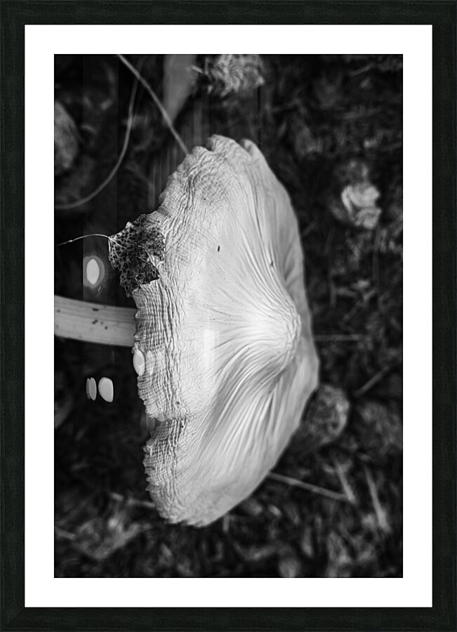 Montana Ranch Shroom: Valley Vista Toadstool Picture Frame print