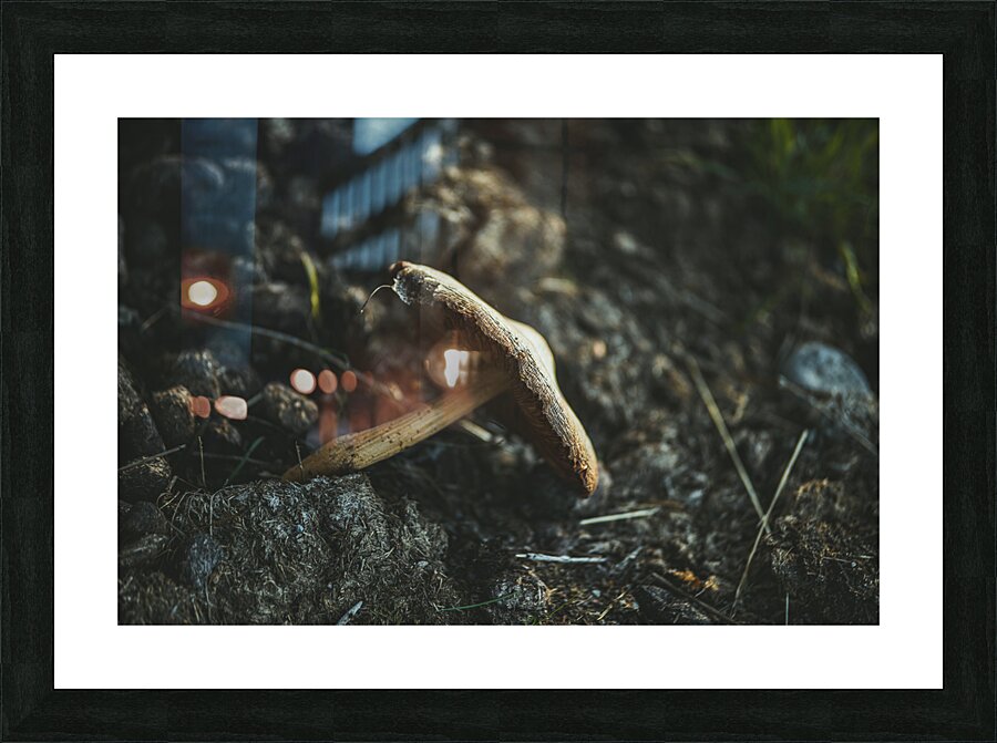 Montana Ranch Shroom: Rustic Ranch Fungus Picture Frame print