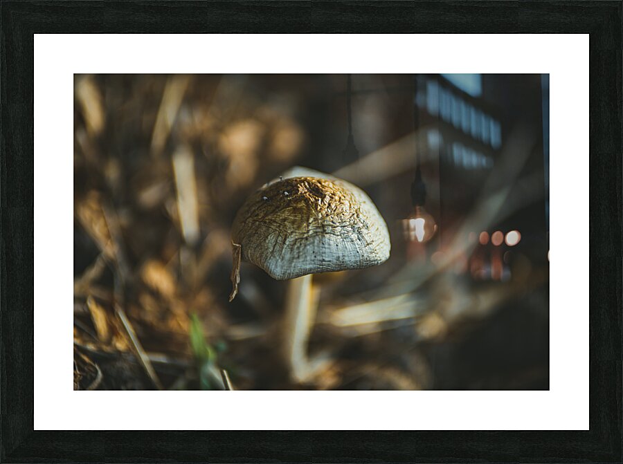 Montana Ranch Shroom: Majestic Mane Mushroom Picture Frame print