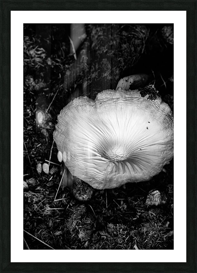 Montana Ranch Shroom: Prairie Path Fungus Picture Frame print