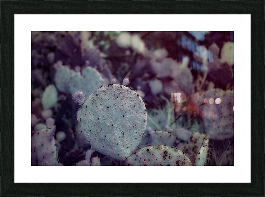 Desert Shadows: Purple Infrared Texas Cactus Picture Frame print
