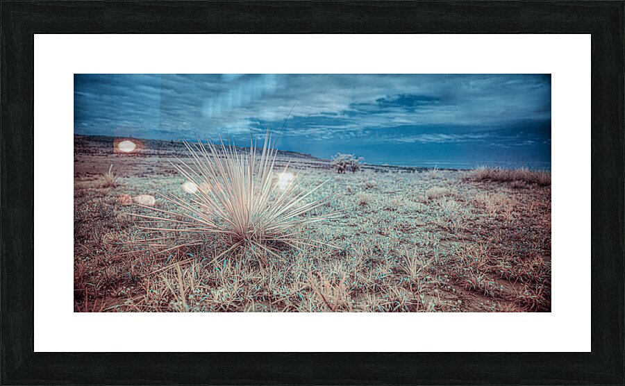 Lone Star Grass in Shamrock Picture Frame print