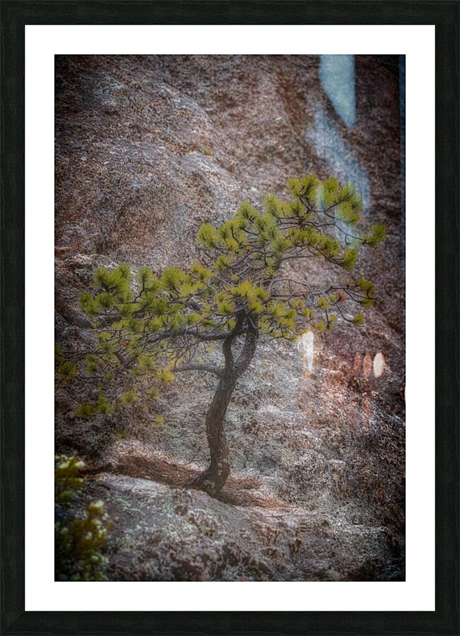 Solitary Pine on Granite: A Snapshot of Sylvan Lakes Tranquility Picture Frame print
