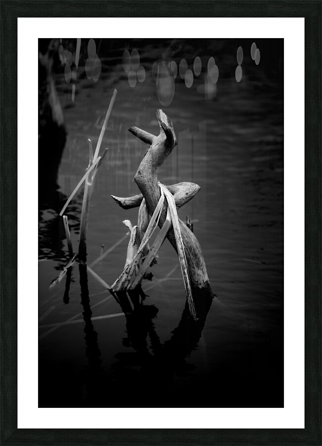 Serene Sylvan Lake: A Tale of Resilience and Reflection Picture Frame print