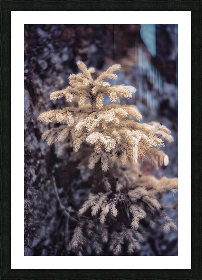Exploring Sylvan Lake: Tiny Yellow Pine Impression et Cadre photo