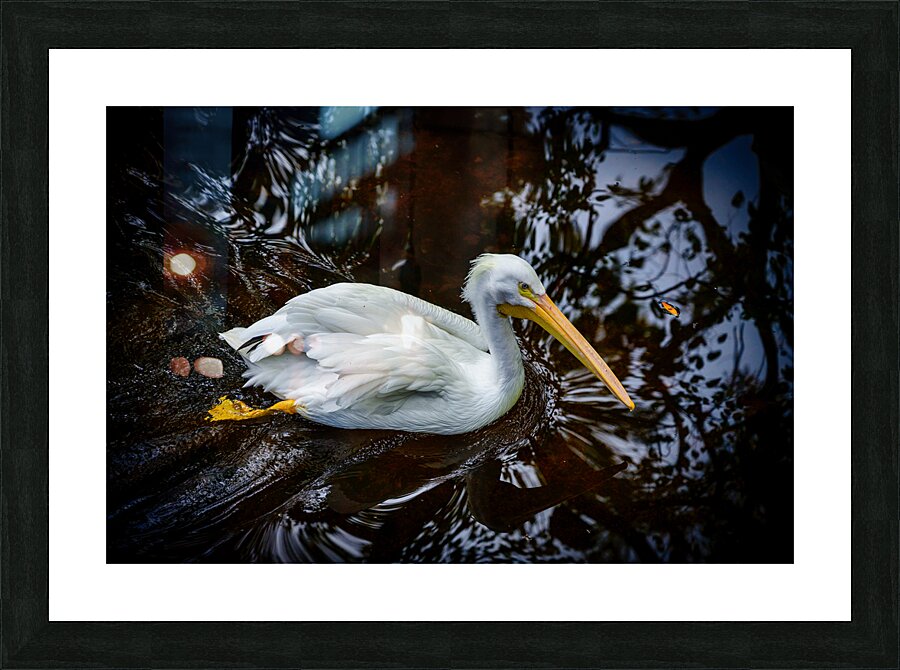 Florida Serenity: A Pelican Making Soft Waves Picture Frame print