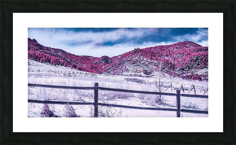Chautauqua Chronicles: Purple Majesty Picture Frame print