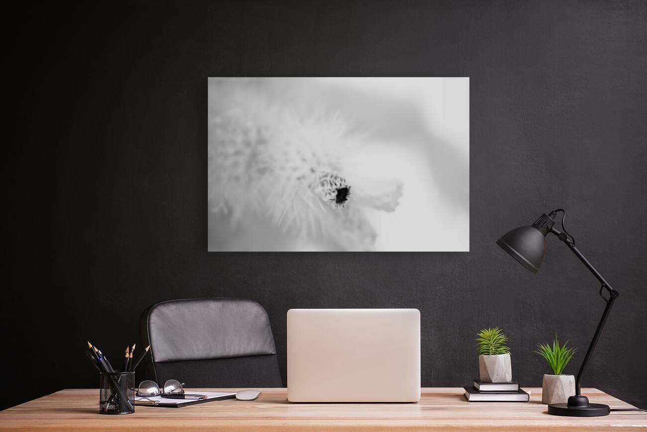 Prickly Veil Reproduction