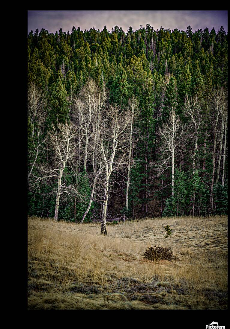 Mueller Aspen Series: Twilight Whispers Reproduction