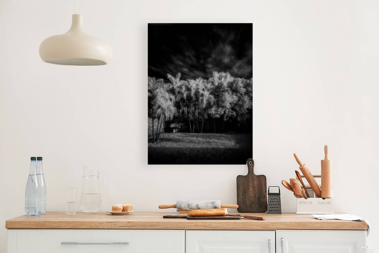 Twilight Shadows of a Palm Grove Reproduction