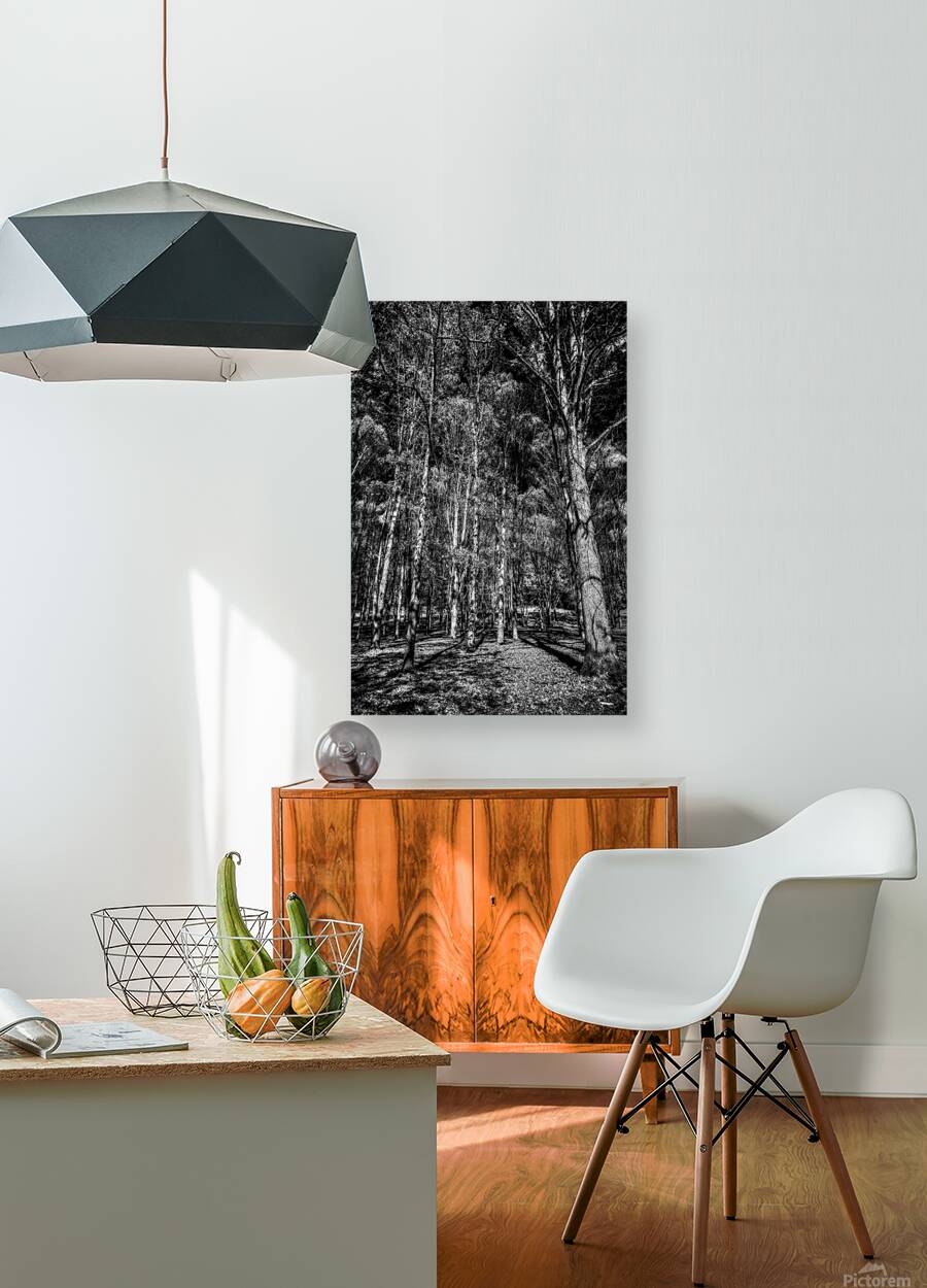 Tall Dark Symphony: A Winters Tale in Infrared Black and White Reproduction