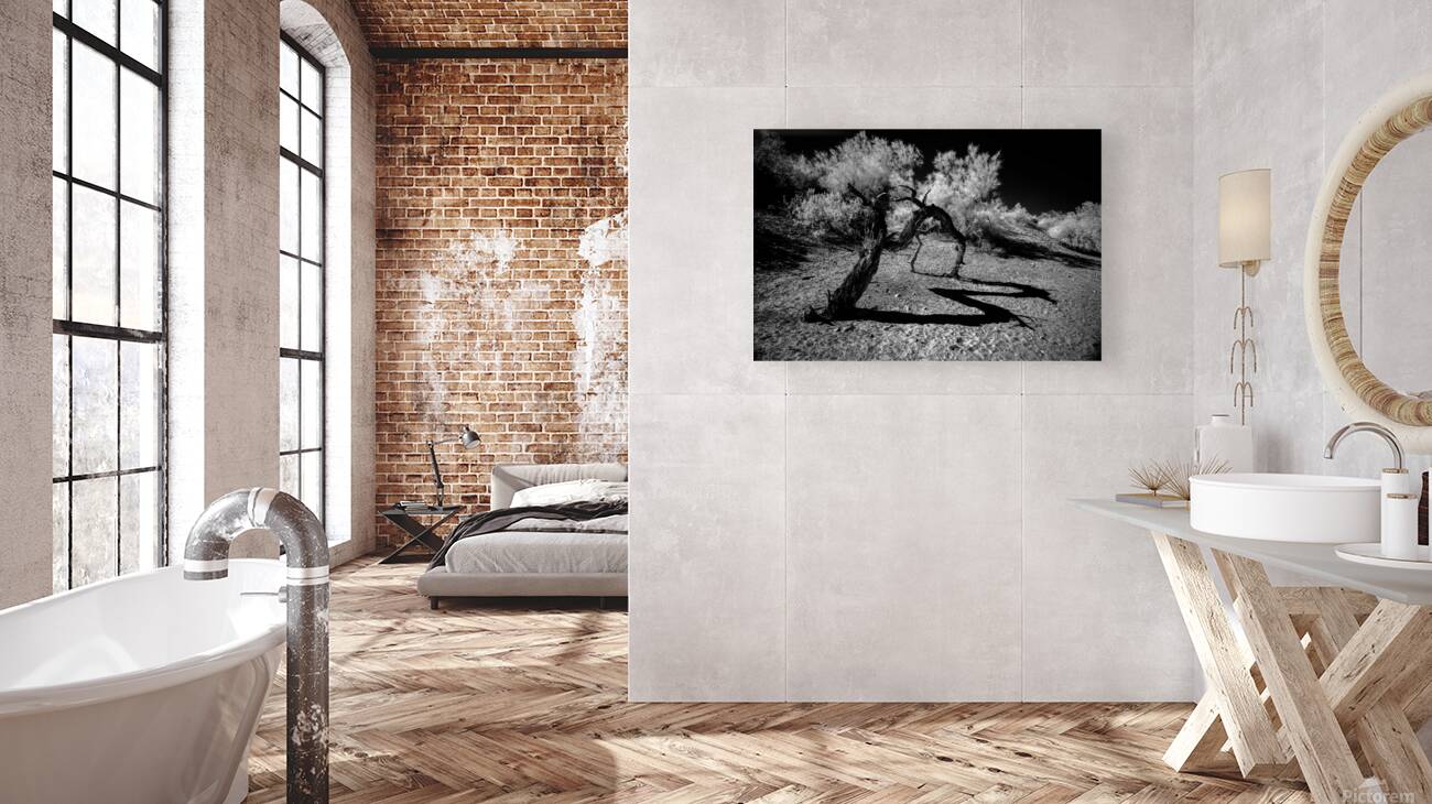 Desert Trees Shadowy Dance Reproduction