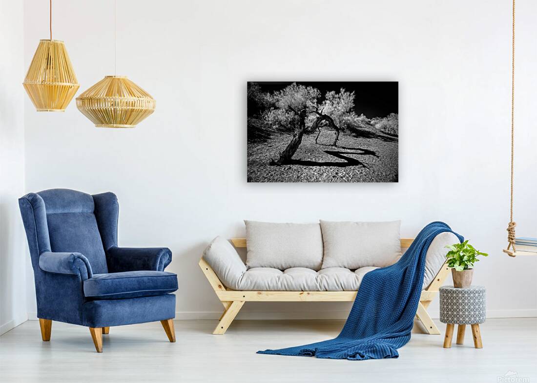 Desert Trees Shadowy Dance Reproduction