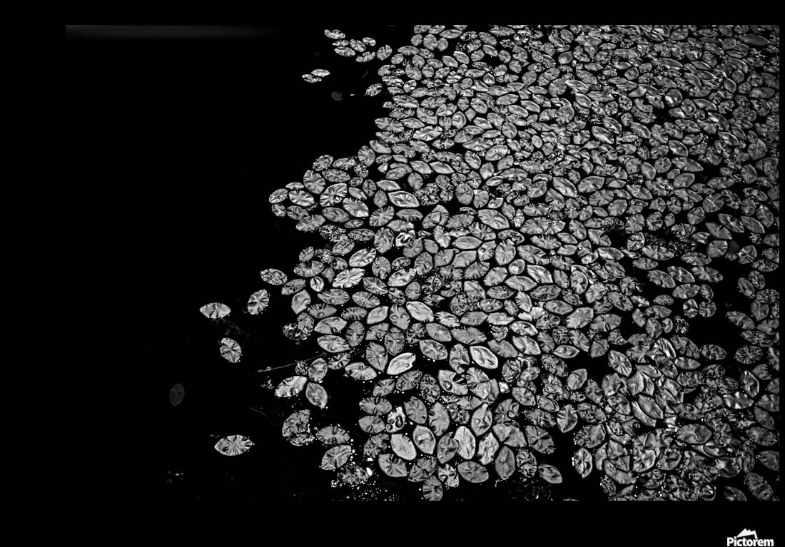 Lily Pad Dance Reproduction