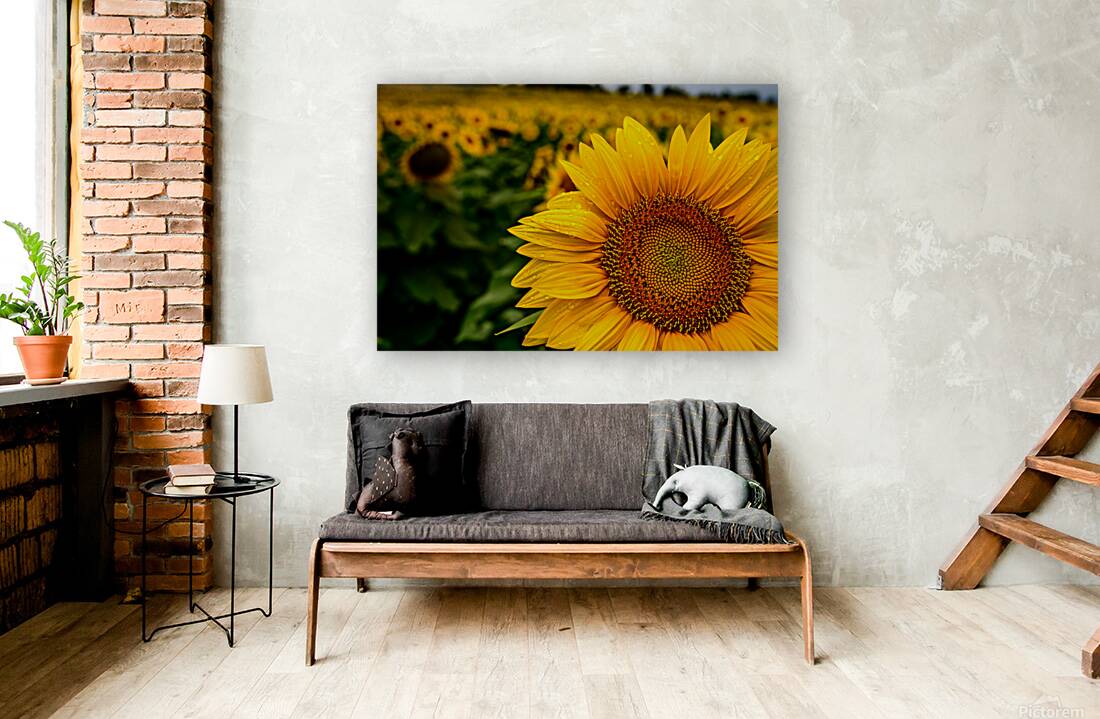 Corner Sunflower: A Radiant Touch of Natures Beauty Reproduction