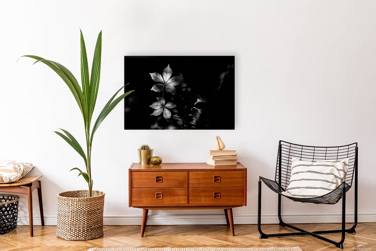 The Leaf That Floats Reproduction