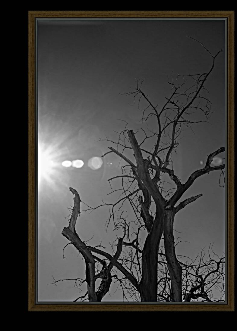 Luminous Legacy Reproduction