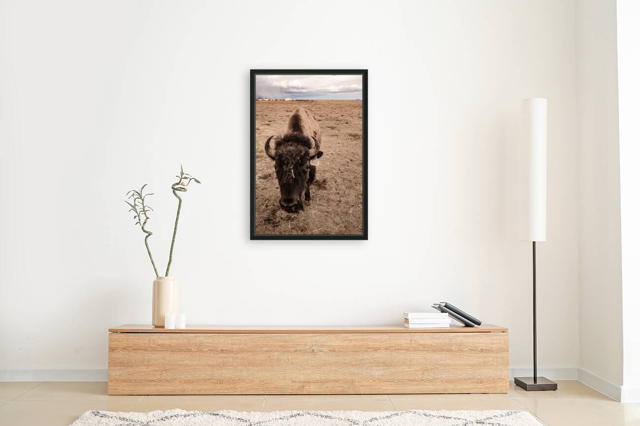 Snapshot from the Wild: Bison 316 Reproduction