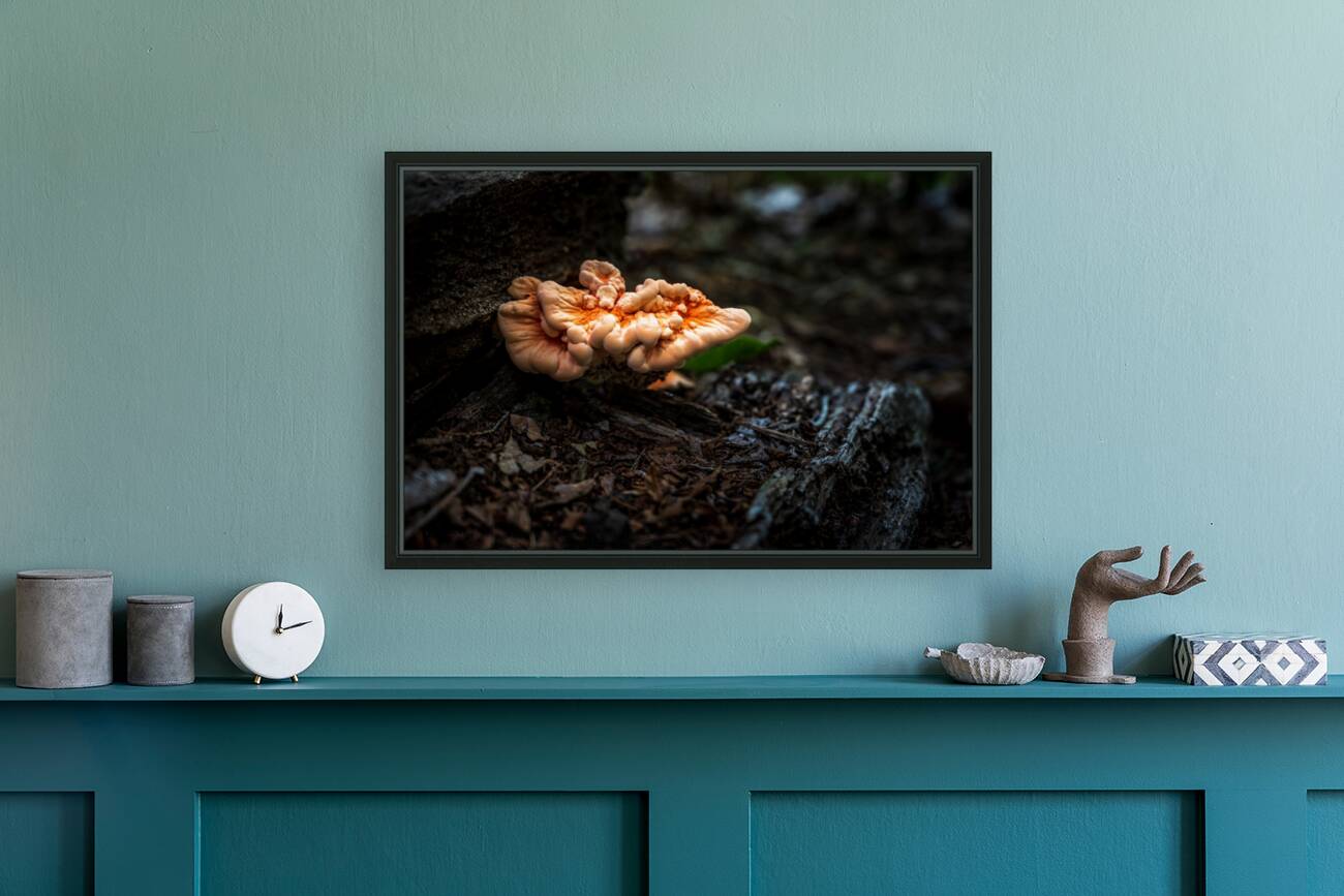 Delaware Fungi: A Lighted Shroom in the Mystical Forest Reproduction