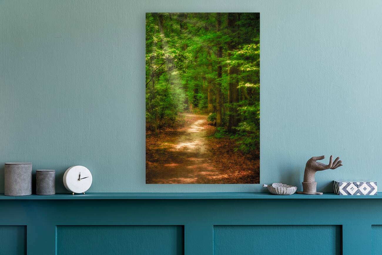 Solitary Trails: Rays on a Path at Killens Pond State Park Reproduction