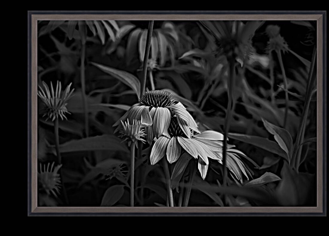 Loris Flowers - 3 Reproduction