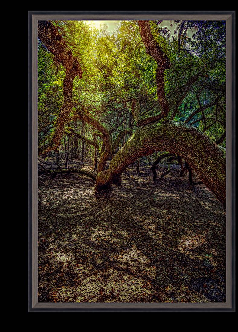 Ancient Oaks Dream Reproduction