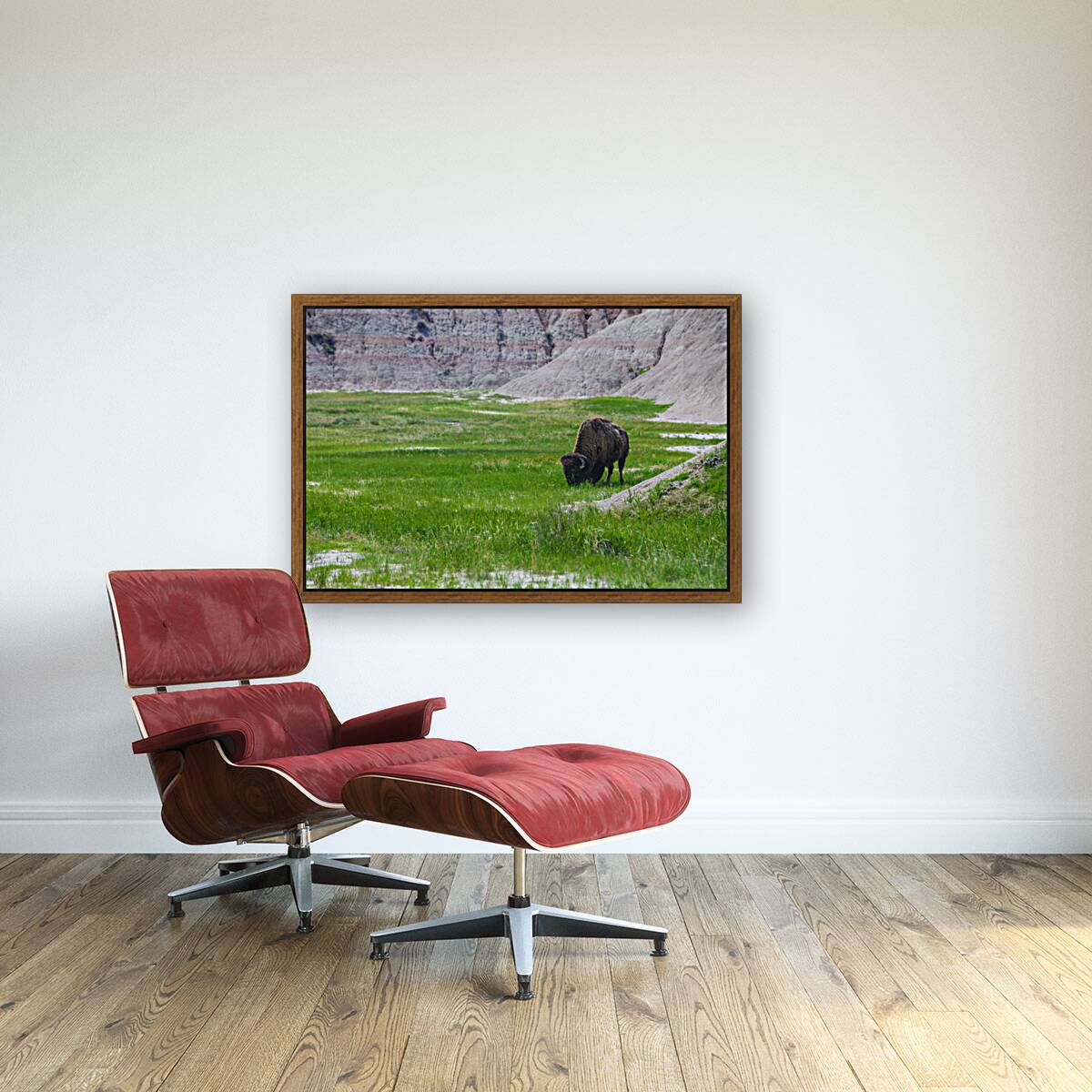 Bison Beauty: Solitary Serenity Reproduction