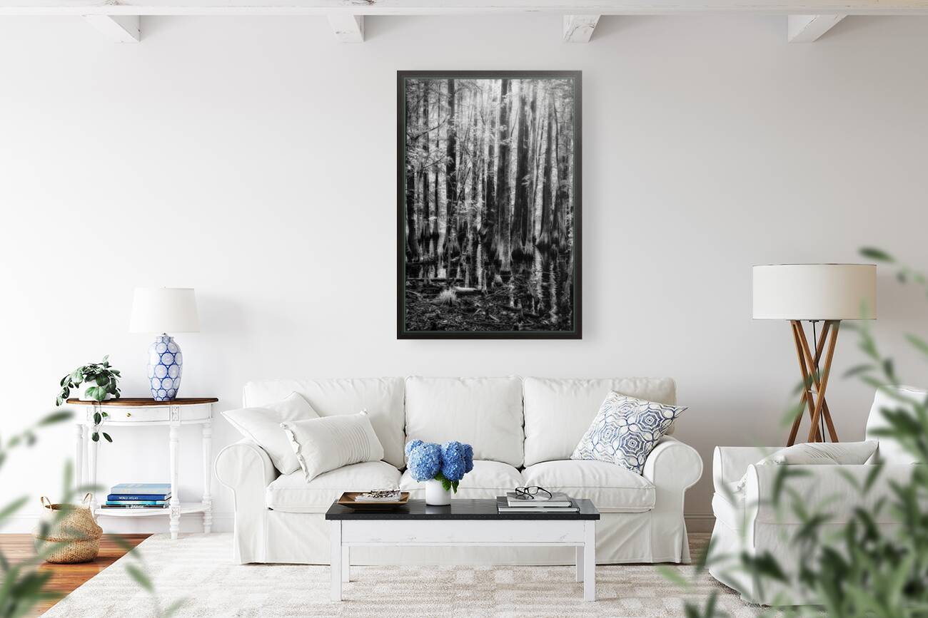 Cypress Whispers Reproduction