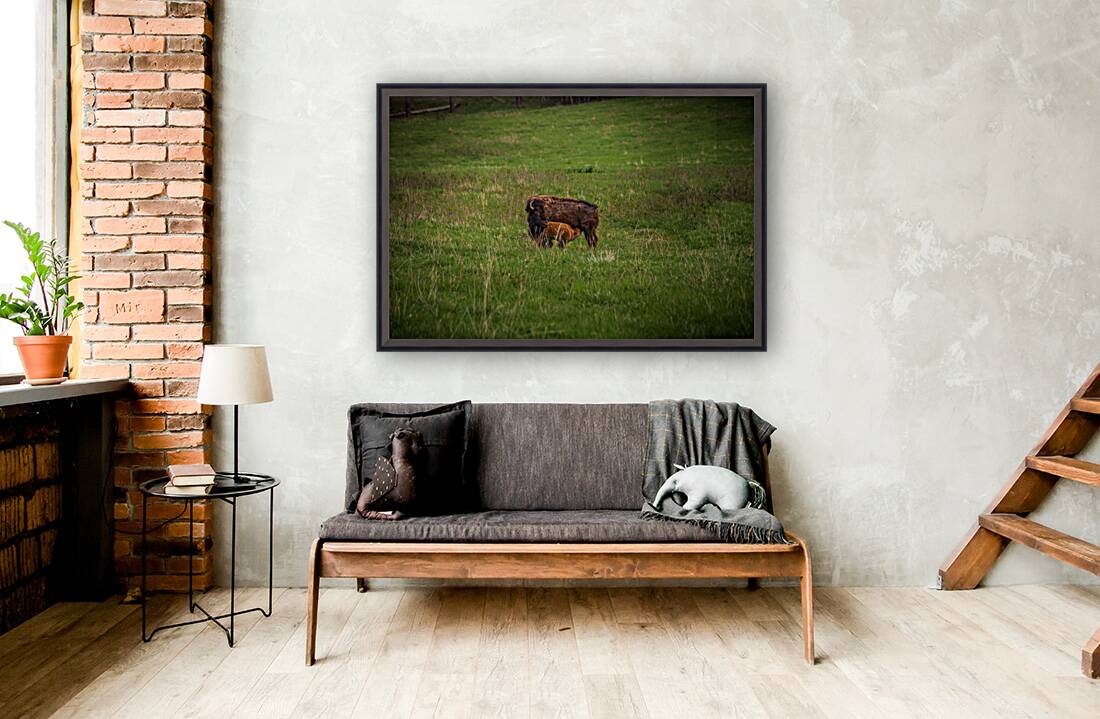 Bison Tales: Herds of the Heartland Reproduction