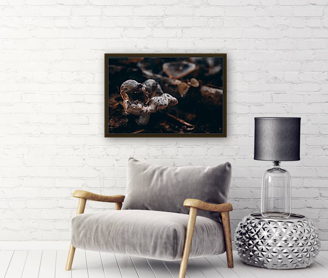 Mystical Fungi: Ring of Mystery Saturnine Mushroom Reproduction