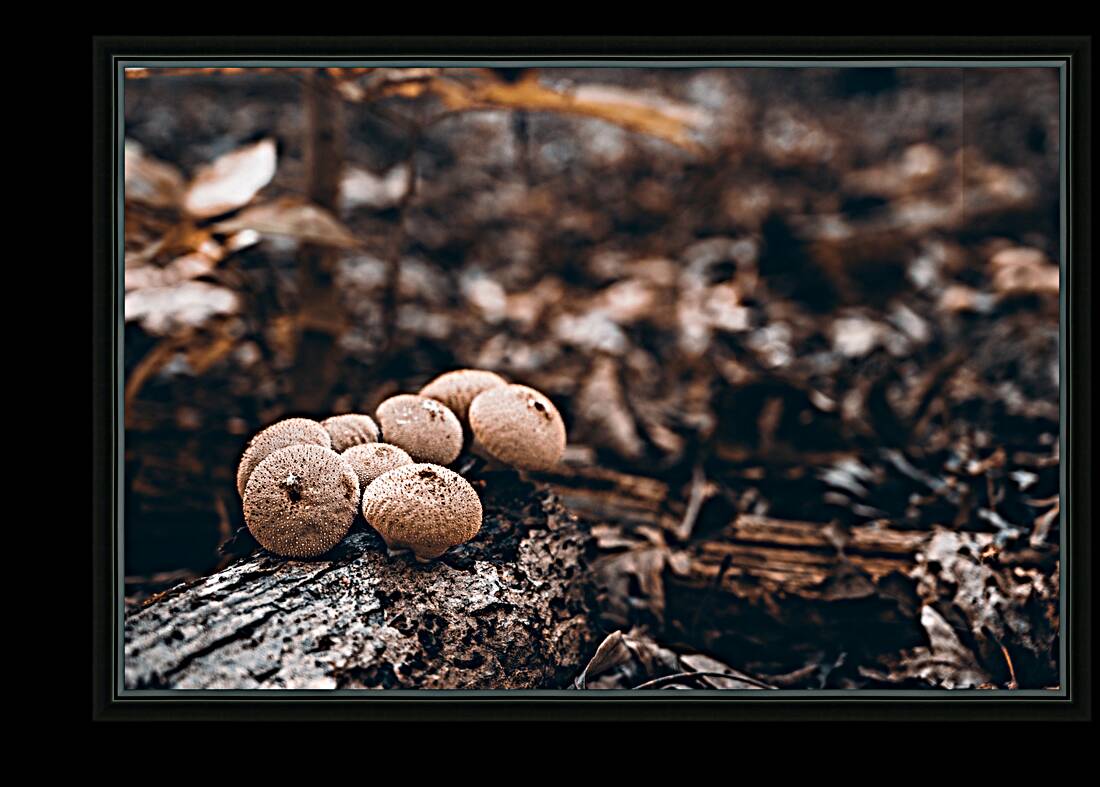 Mystical Fungi: Clustered Shrooms in the Enchanted Forest Reproduction