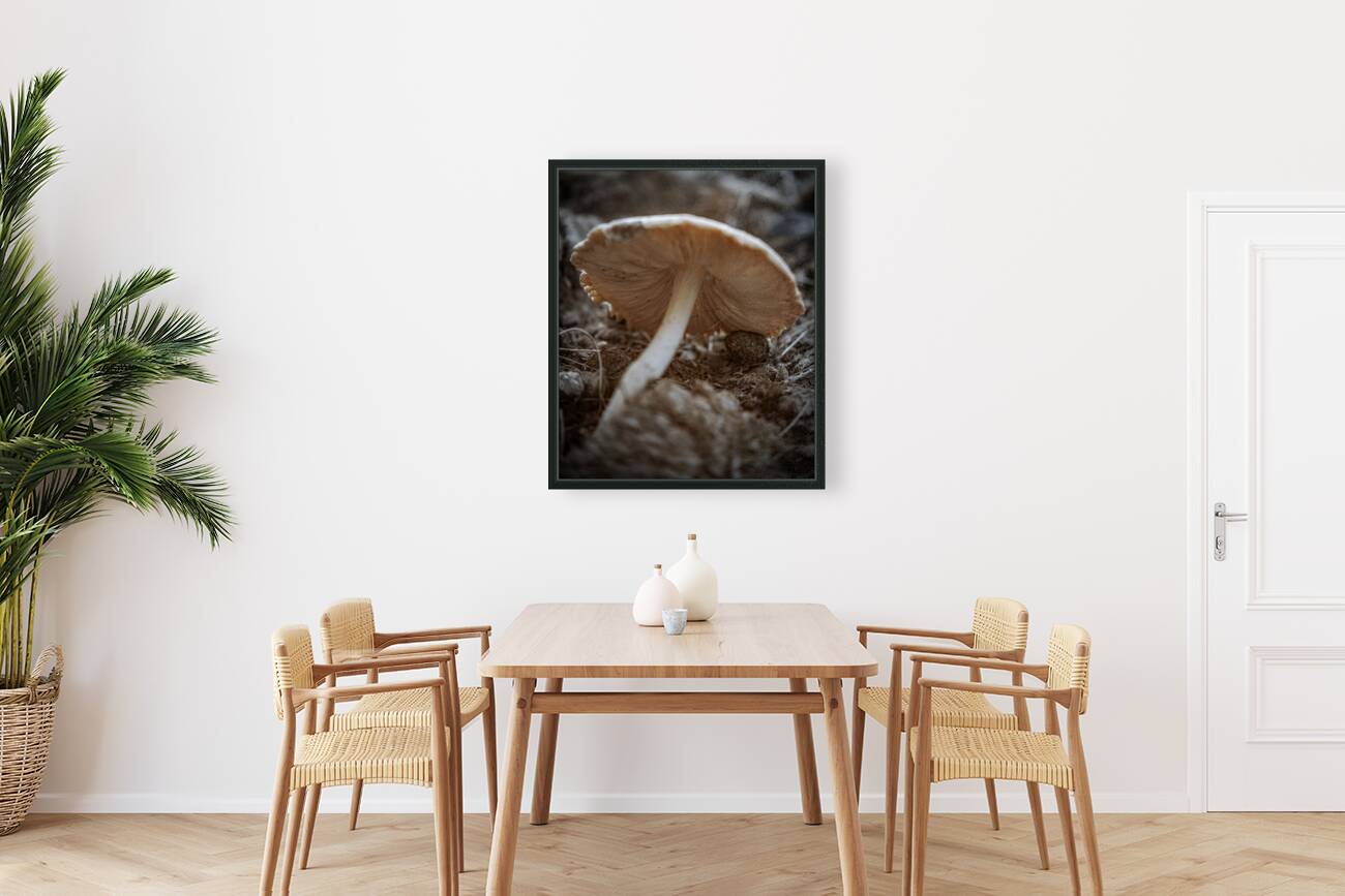 Montana Ranch Shroom: Mountain Meadow Mushroom Reproduction